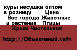 куры несушки.оптом 160 в розницу 200 › Цена ­ 200 - Все города Животные и растения » Птицы   . Крым,Чистенькая